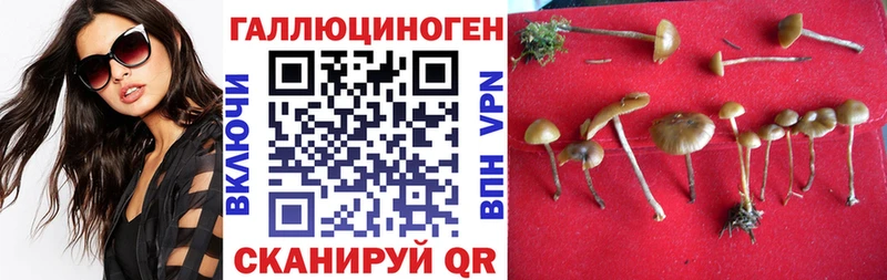 дарнет шоп  Нальчик  Псилоцибиновые грибы прущие грибы 